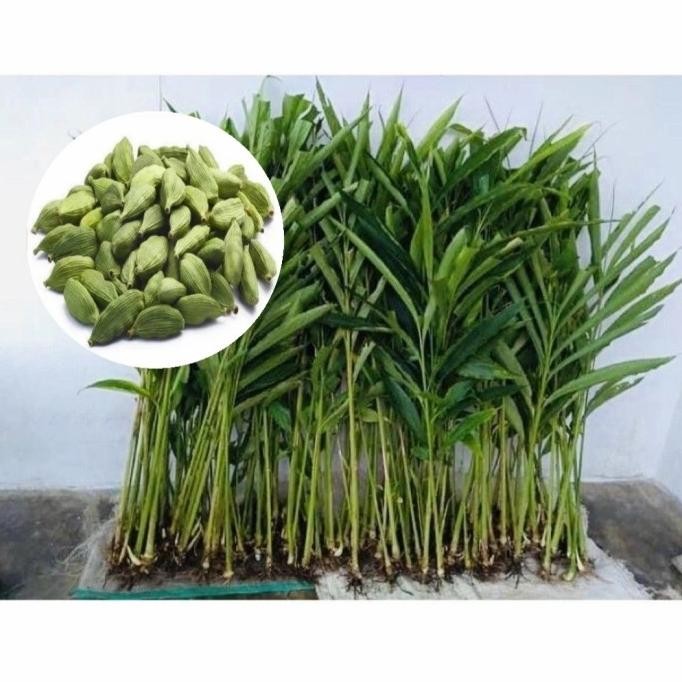 

Terlaris Bibit Kapulaga India Asli Kapol Hijau ( Arab ) Tanaman Herbal