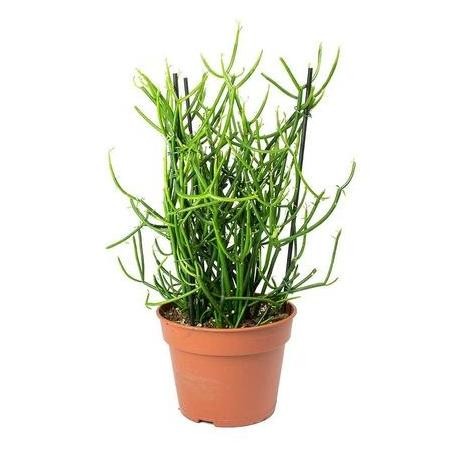 

Terlaris Tanaman Hias Patah Tulang Batang, Tanaman Herbal Patah Tulang