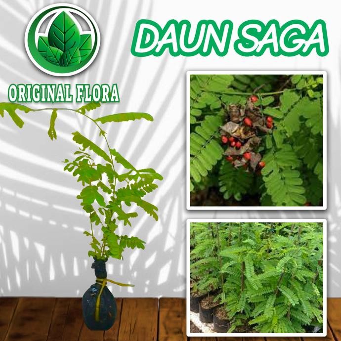 

Terlaris Bibit Saga Rambat Tanaman Saga Pohon Saga Tanaman Obat Tanaman Herbal