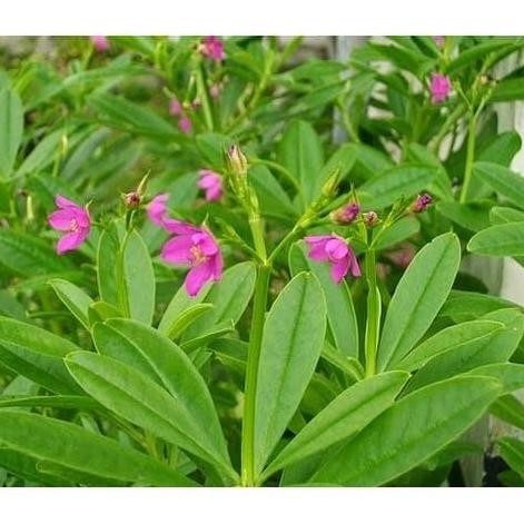 

Terlaris Bibit Tanaman Herbal Ginseng Jawa Som Jawa Bibit Ginseng