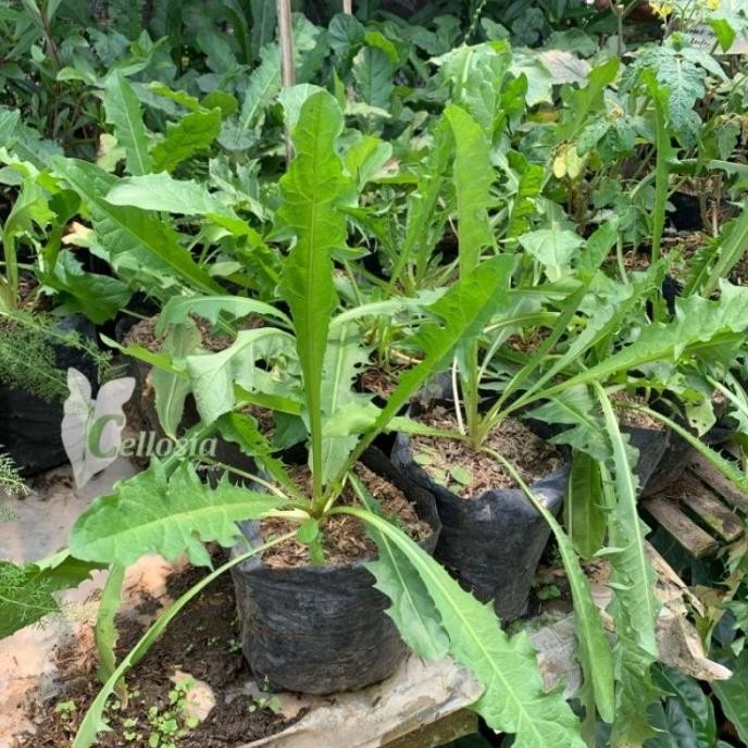 

Terlaris Bibit Tanaman Herbal Toga Bunga Dandelion / Randa Tapak