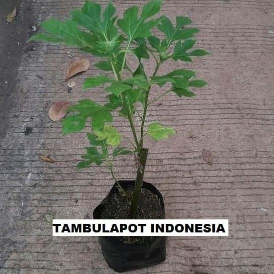 

Terlaris Bibit Daun Insulin/Tanaman Herbal Daun Insulin