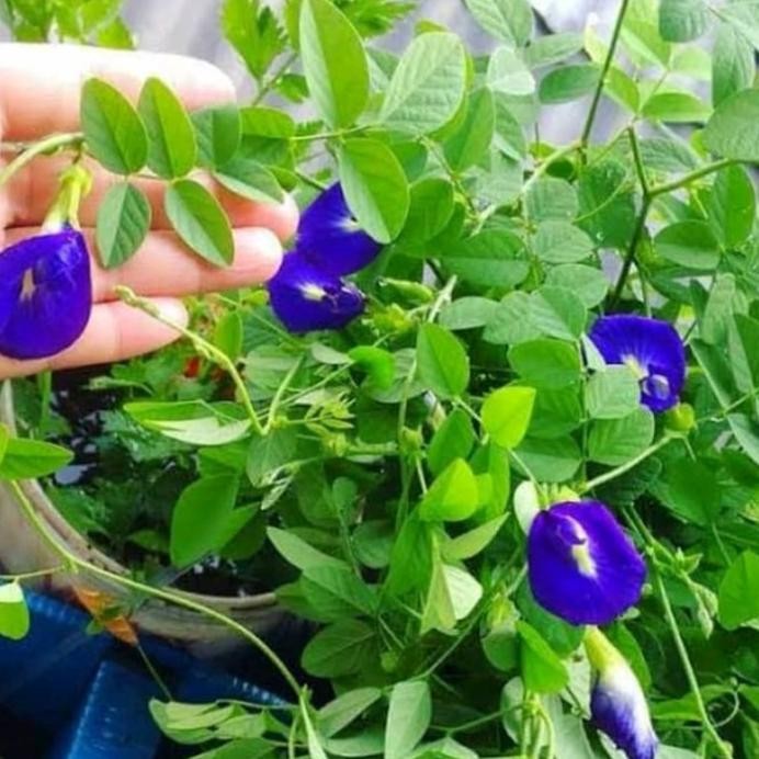 

Terlaris Tanaman Teleng Herbal