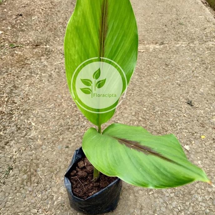 

Terlaris Bibit Tanaman Temu Putih - Kunyit Putih (Obat Herbal)