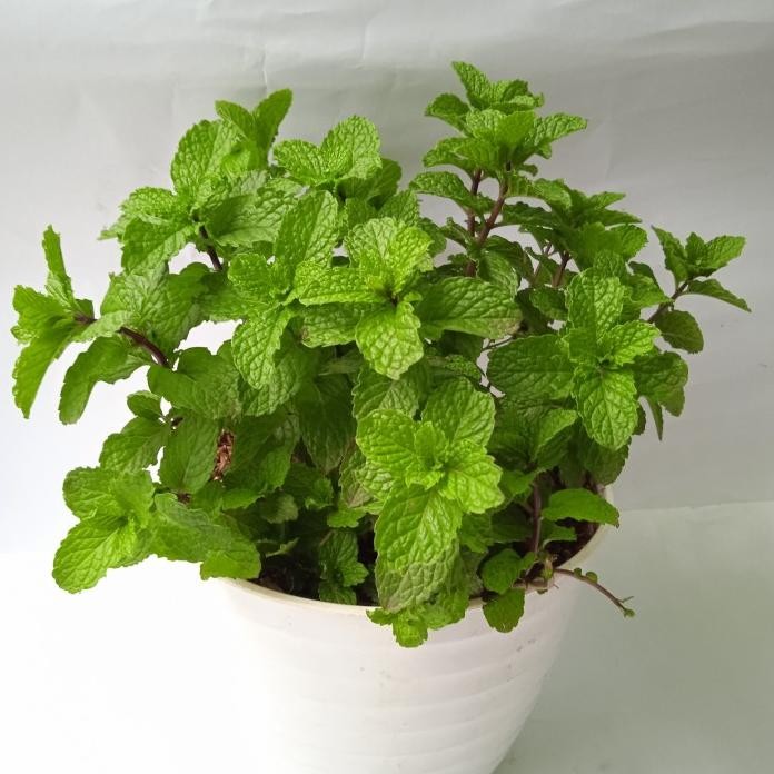 

Terlaris Tanaman Daun Peppermint Tanaman Herbal Daun Bibit Spearmint