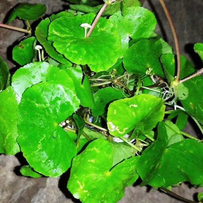 

Terlaris Tanaman Herbal Daun Antanan Daun Pegagan Segar 100Gr Daun Lebar Daun B
