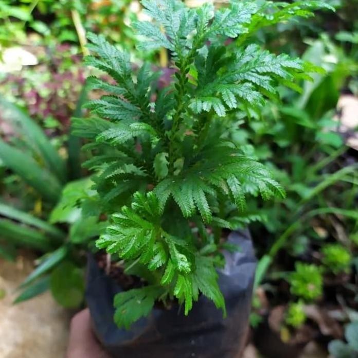 

Terlaris Tanaman Herbal Ceker Ayam