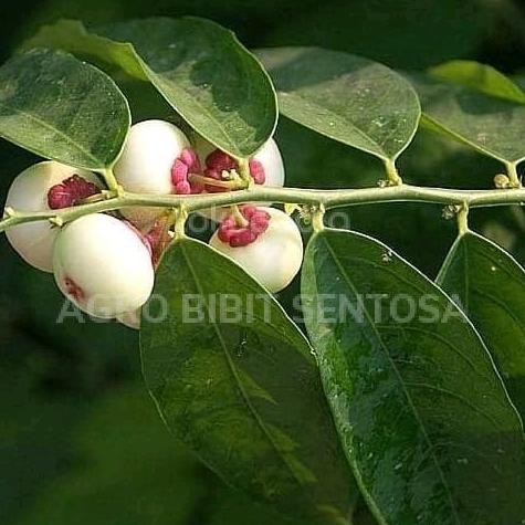 

Terlaris Pohon Katuk - Bibit Tanaman Herbal Pohon Daun Katuk
