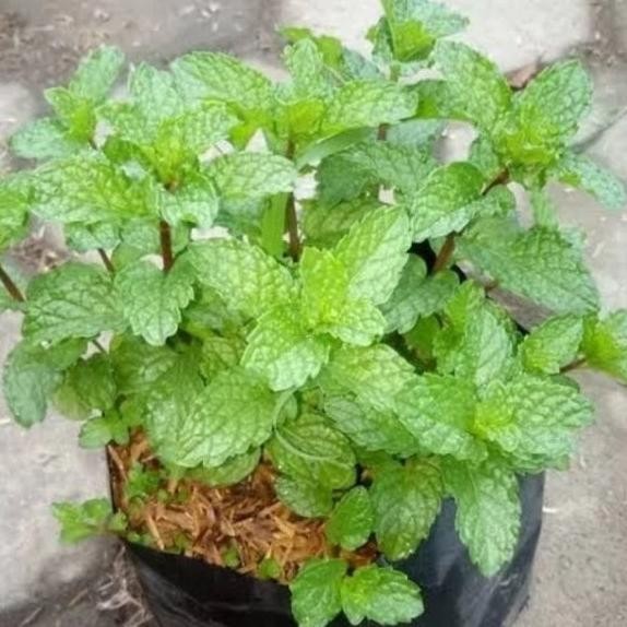 

Terlaris Tanaman Daun Mint / Tanaman Herbal