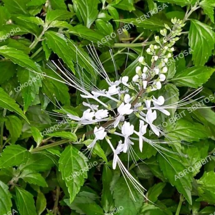 

Terlaris Bibit Tanaman Kumis Kucing Herbal