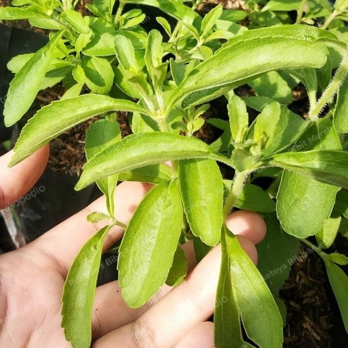

Terlaris Bibit Tanaman Daun Manis Stevia-Pohon Daun Stevia-Daun Manis Herbal