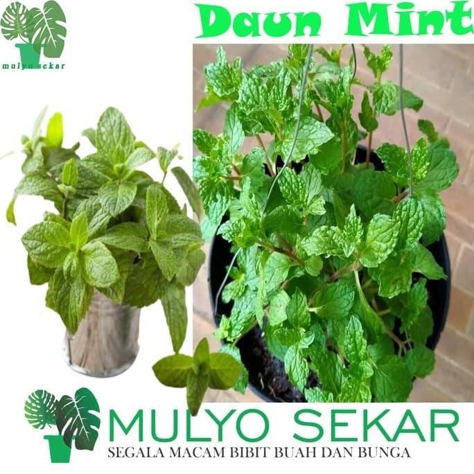 

Terlaris Bibit Tanaman Obat Daun Mint Herbal
