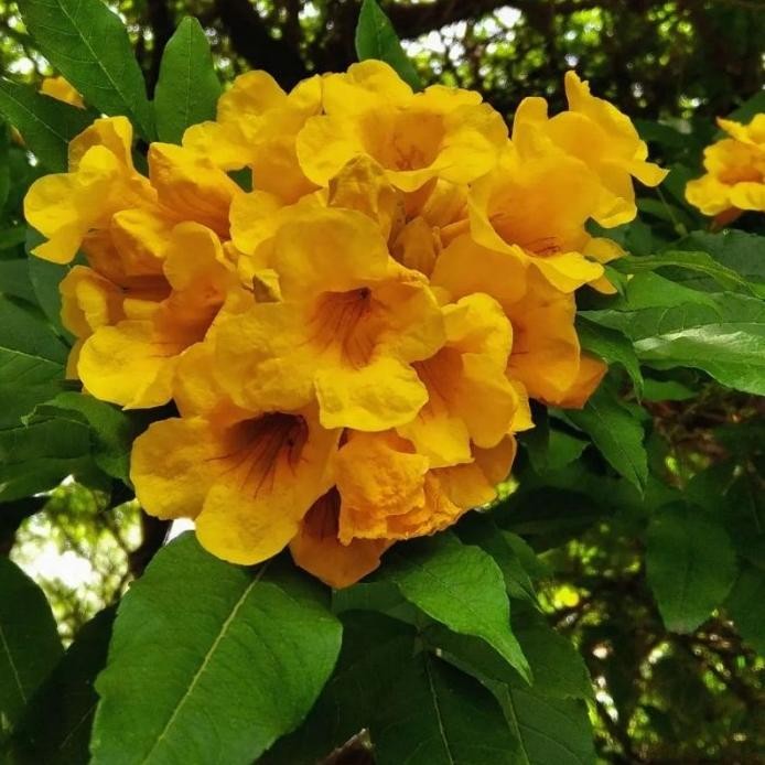 

Terlaris Tanaman Hias Tecoma Stans / Herbal Tecomaria / Yellow Elder