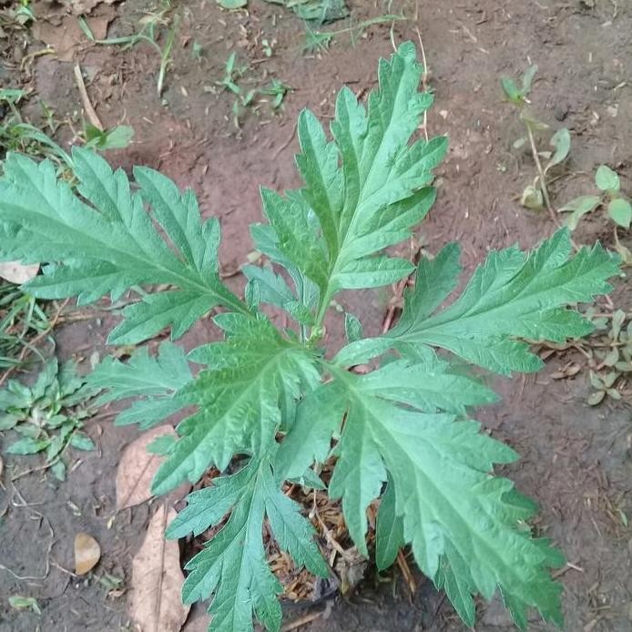 

Terlaris Bibit Tanaman Herbal Baru Cina