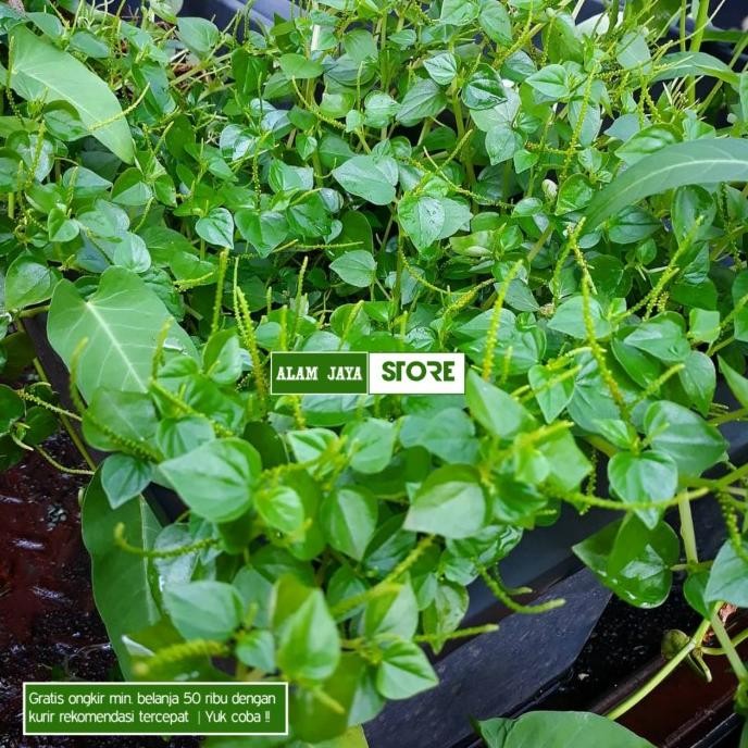 

Terlaris Bibit Tanaman Herbal Cehcer Kempes Sirih Cina Suruhan Siap Tanam