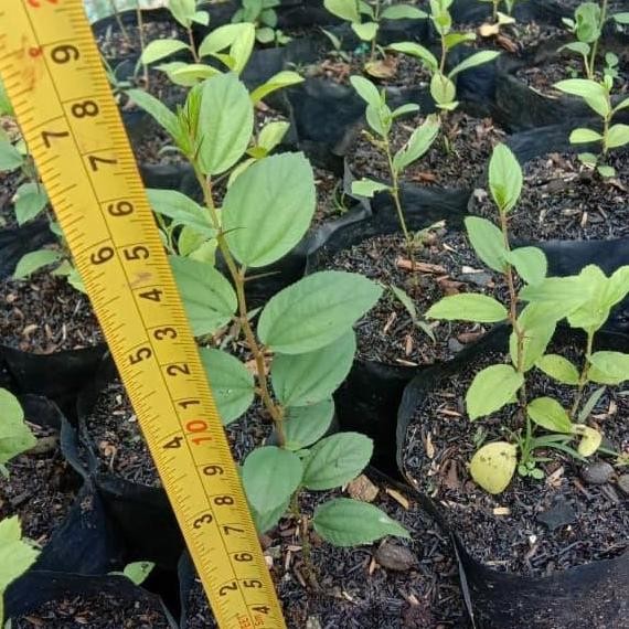 

Terlaris Bibit Bidara Arab | Widara Tanaman Herbal