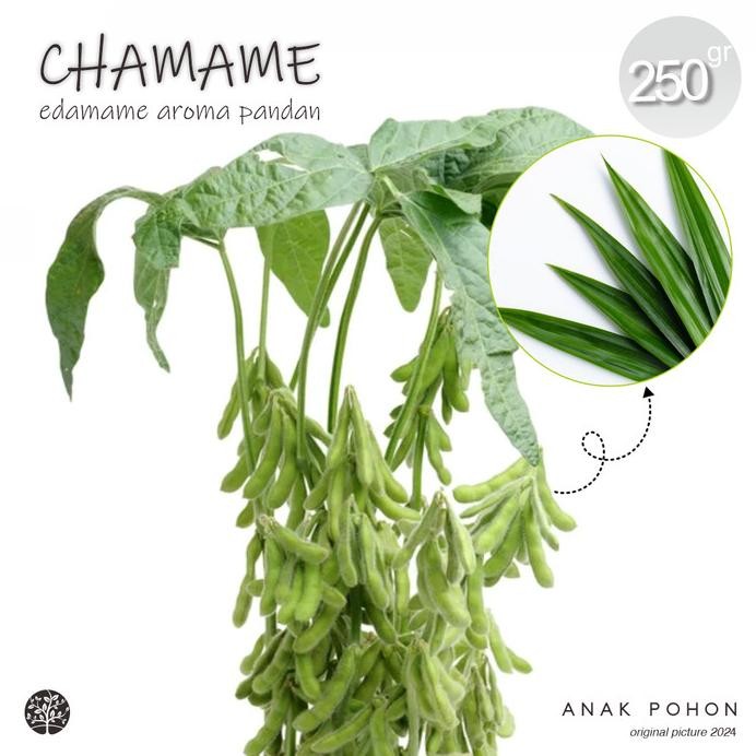 

Benih Bibit Biji - Kacang CHAMAME (Edamame Aroma PANDAN) - 250 Gram murah