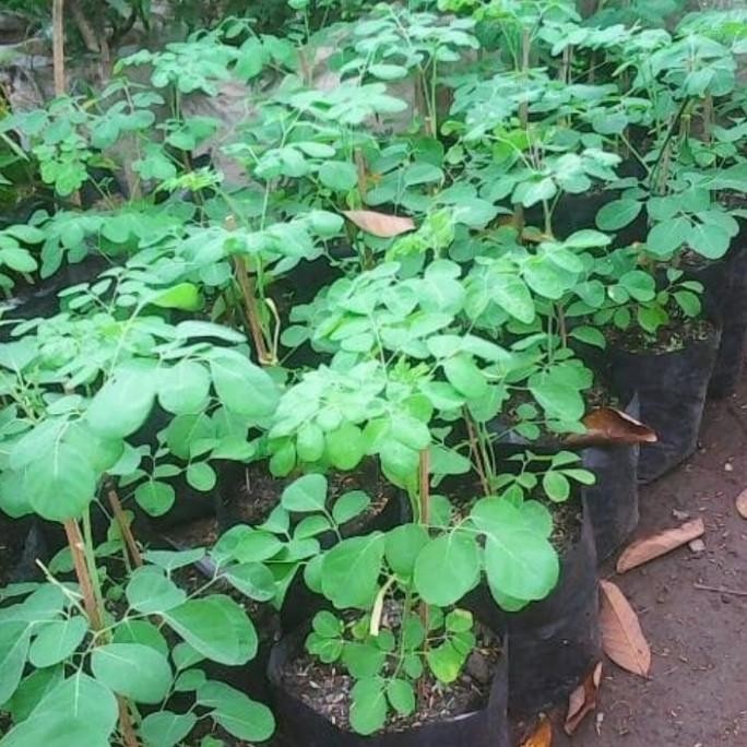 

Terlaris Tanaman Herbal Daun Kelor Beli 5 Gratis 1 / Bibit Kelor / Pohon Kelor