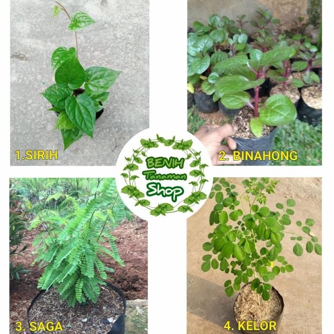 

Terlaris Bibit Tanaman Paket Tanaman Herbal 4 Jenis
