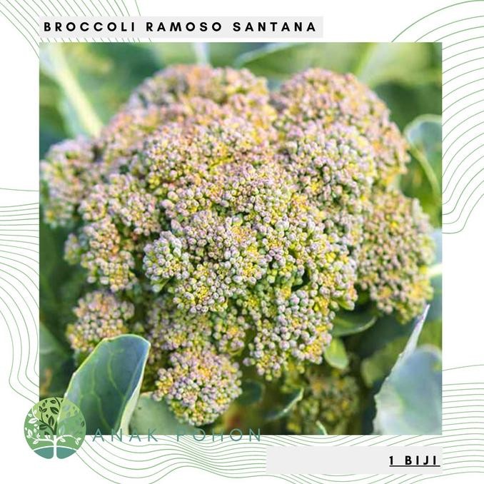 

Benih Bibit Biji - Broccoli Ramoso Santana Brokoli Seeds - IMPORT murah