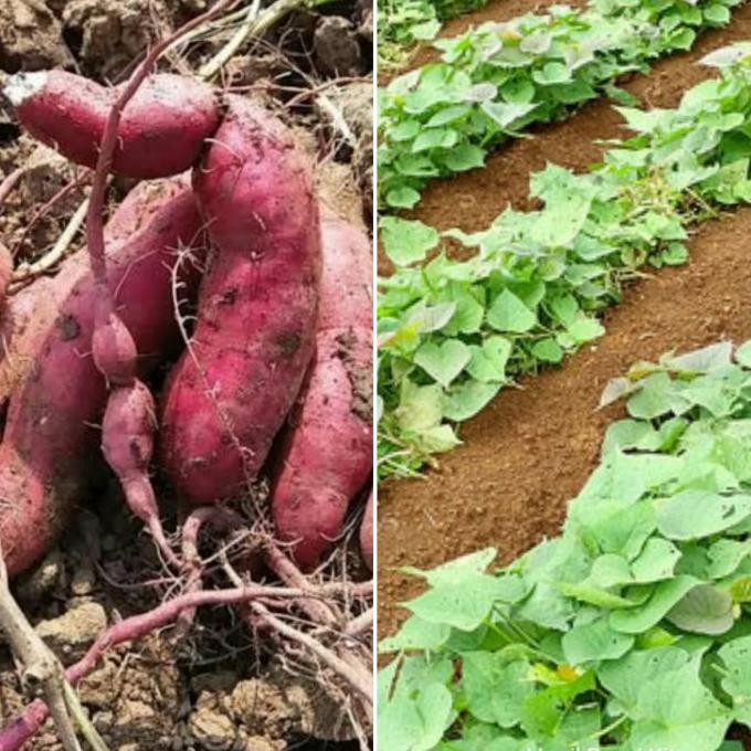 

Terlaris Bibit Ubi Jalar Ungu Tanaman Herbal Ubi Jalar Jepang 35 Cm