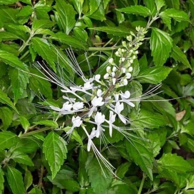 

Terlaris Bibit Tanaman Herbal Kumis Kucing