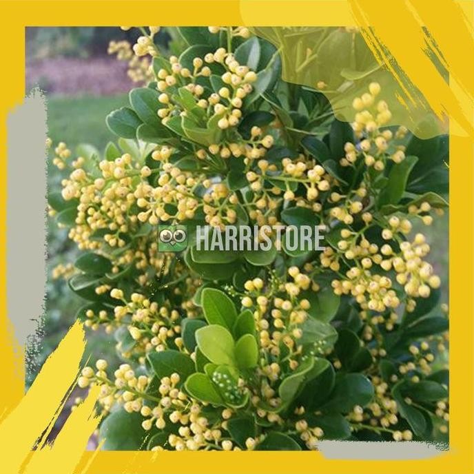 

Terlaris Tanaman Herbal Pacar Cina Tanaman Obat Toga