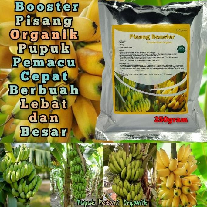 

Terlaris Pupuk Pisang Organik Booster Pisang Pemacu Cepat Berbuah Lebat