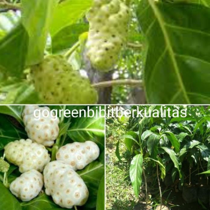 

Terlaris Bibit Tanaman Mengkudu Tanaman Herbal Betis