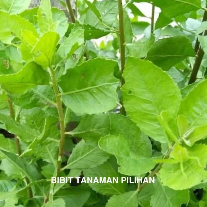 

Terlaris Bibit Beluntas Luntas Tanaman Herbal Sayur Bluntas Pohon Lalapan Daun