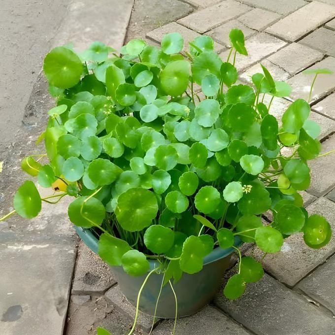 

Terlaris Tanaman Herbal Tapak Kuda / Pohon Herbal Daun Pegagan Tapak Kuda