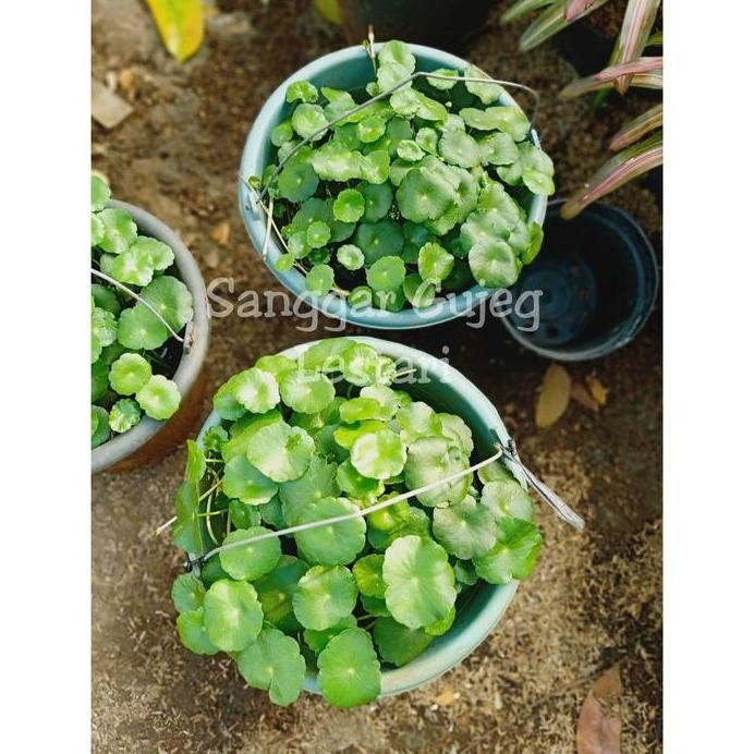 

Terlaris Tanaman Herbal Pegagan