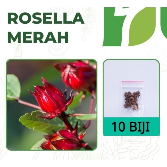 

Terlaris 10 Bibit Bunga Merah Rosella Benih Tanaman Herbal Bunga Rosella Red