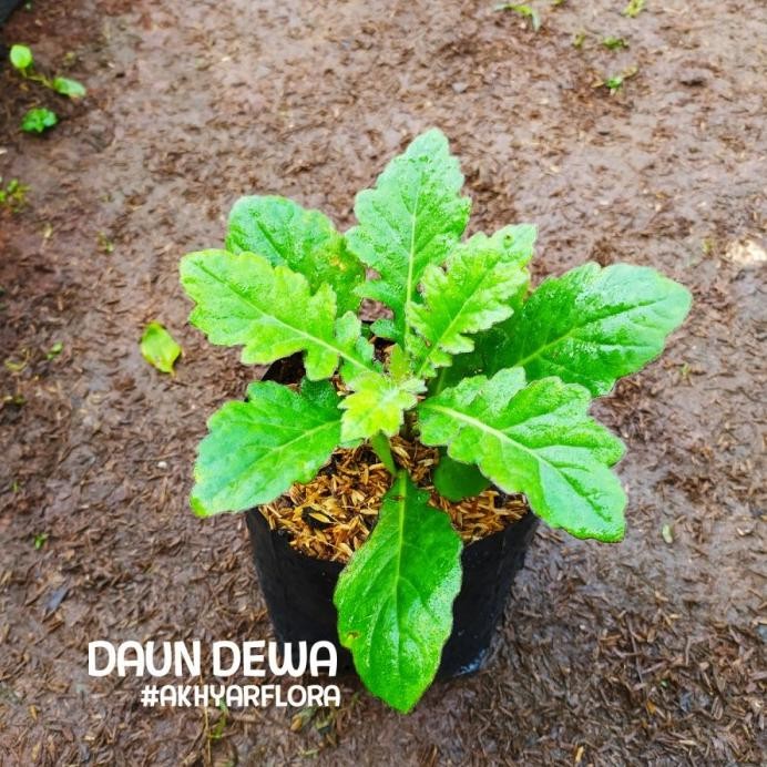 

Terlaris Tanaman Herbal Daun Dewa