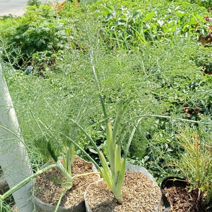 

Terlaris Tanaman Herbal Daun Adas / Daun Dill