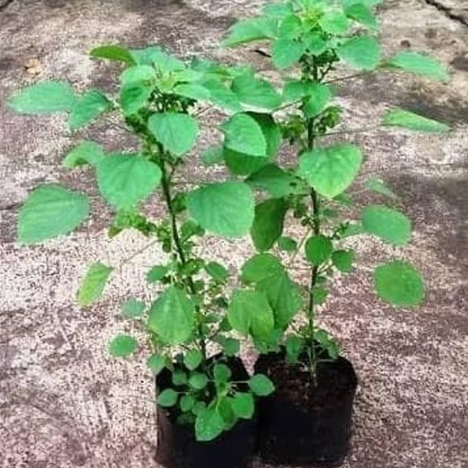 

Terlaris Pohon Anting Anting / Tanaman Herbal Untuk Kucing.