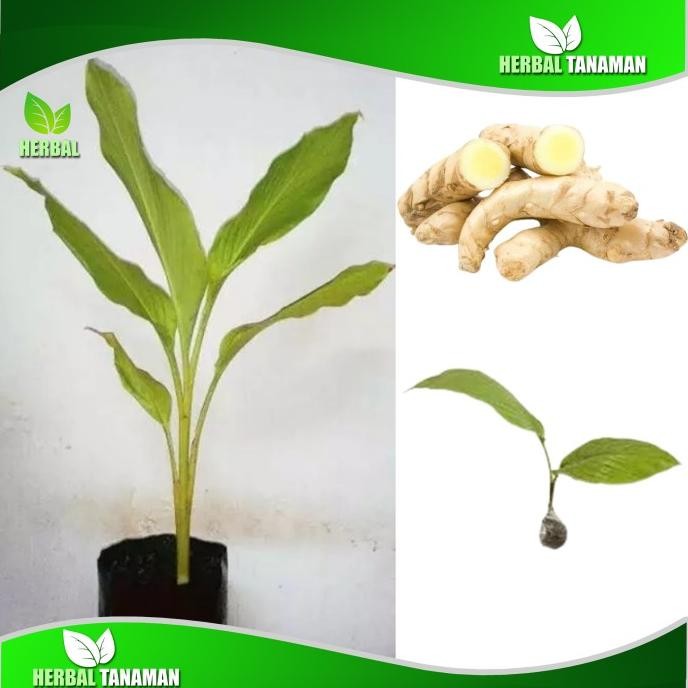 

Terlaris Bibit Pohon Tanaman Temu Mangga Herbal Alami Per Pohon