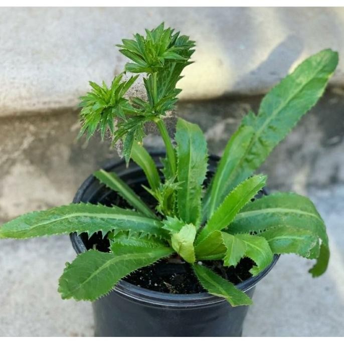 

Terlaris Culantro Tanaman Herbal Ketumbar Panjang Daun Walang Sangit Cilantro