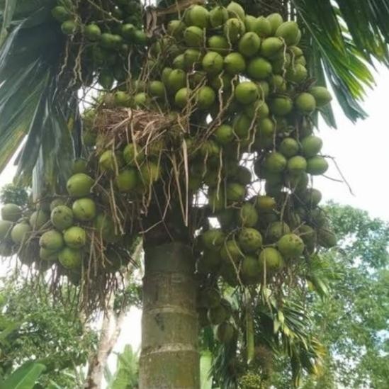 

Terlaris Bibit Pohon Pinang Obat Tradisional//Tanaman Herbal Tradisional