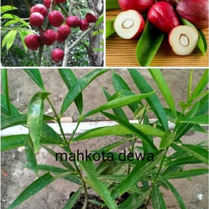 

Terlaris Bibit Tanaman Mahkota Dewa (Obat Herbal)