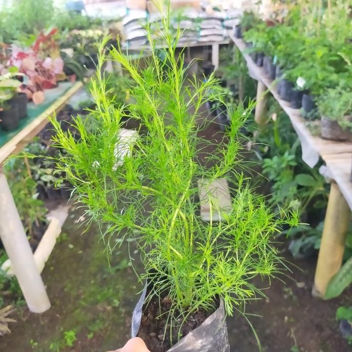 

Terlaris Bibit Tanaman Adas Pohon/Tanaman Herbal