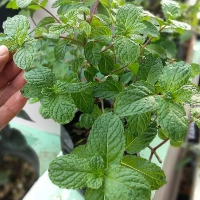 

Terlaris Tanaman Herbal Mint - Pohon Daun Mint Herbal Gantung