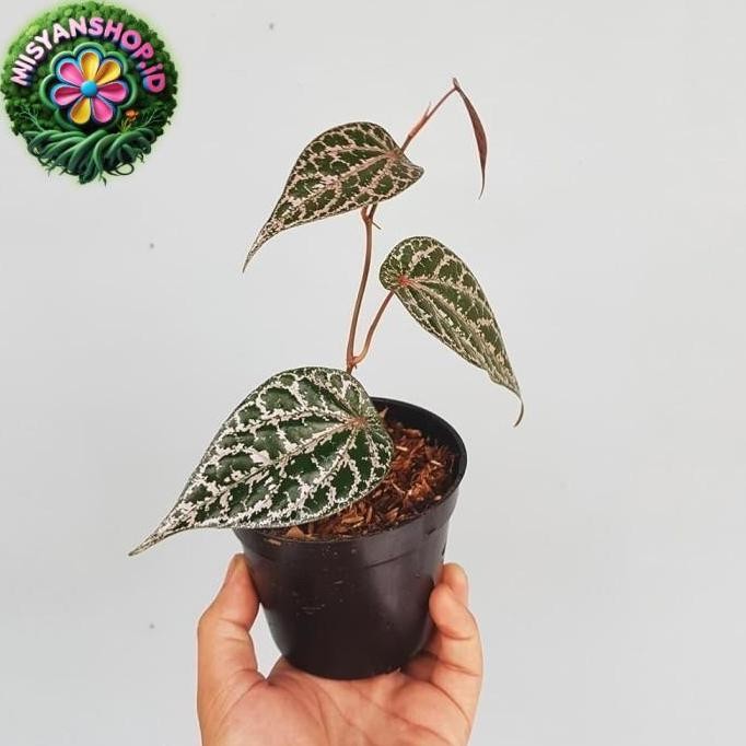 

Terlaris Bisa Cod Piper Crocatum / Sirih Merah - Bibit Tanaman Obat Herbal / Houseplant Pasti Hemat Bunga Daun