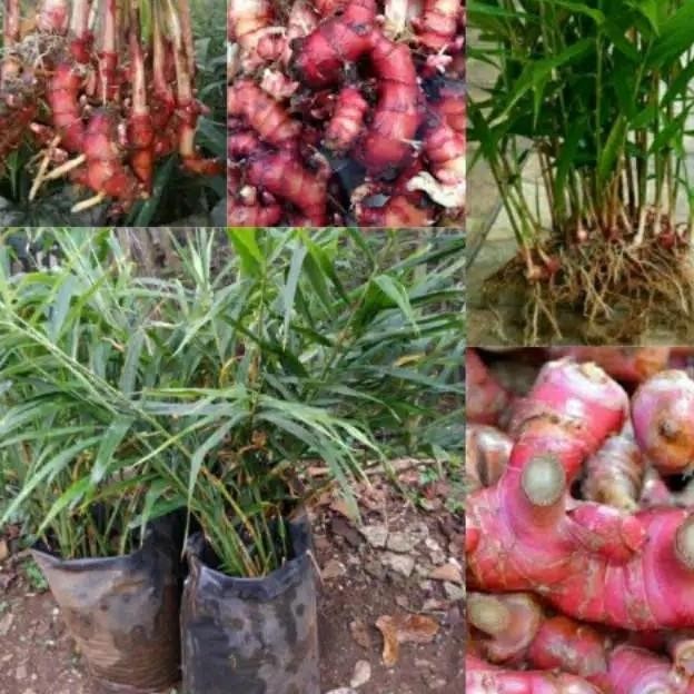 

Terlaris Bibit Tanaman Herbal Jahe Merah Pohon Jaheerah