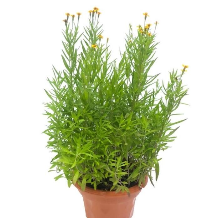 

Terlaris Tanaman Tarragon / Tarragon Bumbu Masak / Tarragon Herbal Herbs