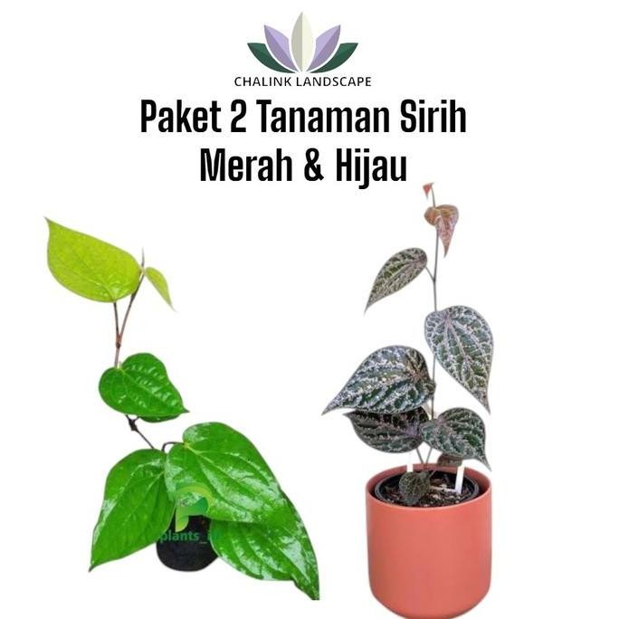 

Terlaris Paket 2 Bibit Tanaman Daun Sirih Hijau & Merah (Tanaman Herbal) / Tanaman Herbal Sirih / Tanaman Sirih / Tanaman Hias Hidup Alami