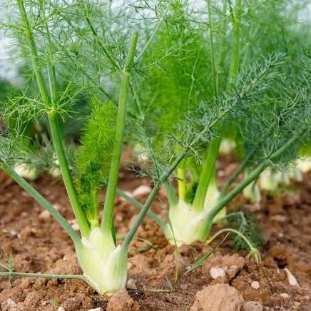 

Terlaris Tanaman Herbal Daun Adas Sowa