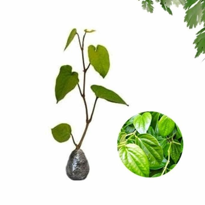 

Terlaris Tanaman Herbal Sirih Hijau Untuk Obat