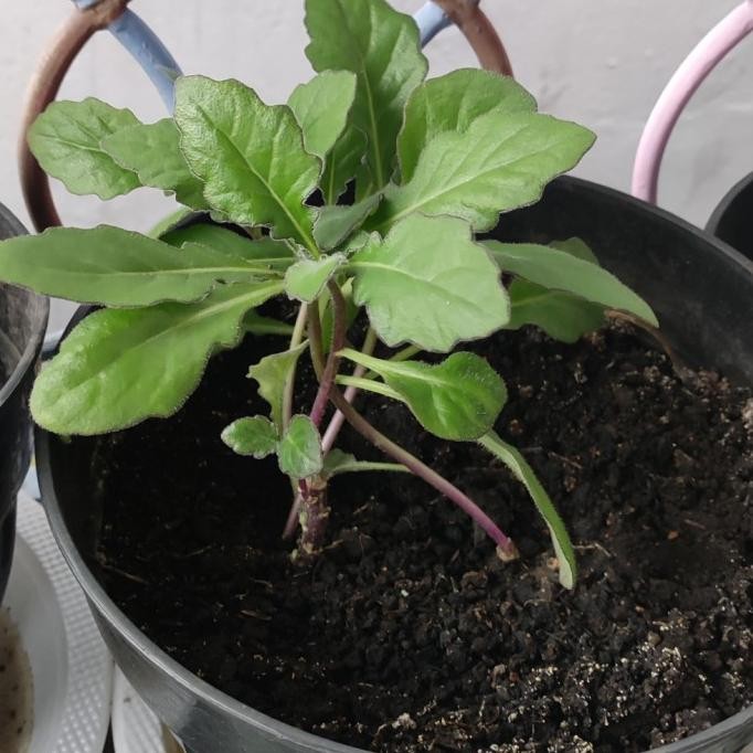 

Terlaris Tanaman Herbal Chang Chit /Daun Dewa