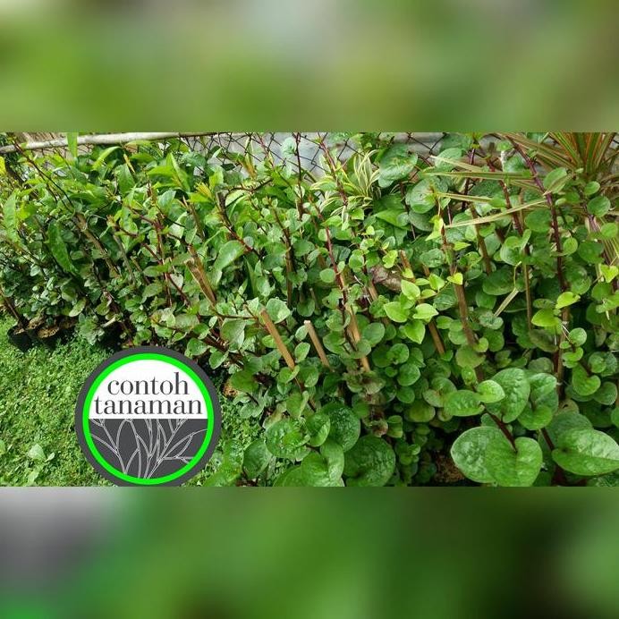 

Terlaris Tanaman Obat Herbal Gendola Merah - Basella Rubra/Alba, Bayam Malabar